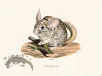 Cuvier 286 Male Ehinchilla